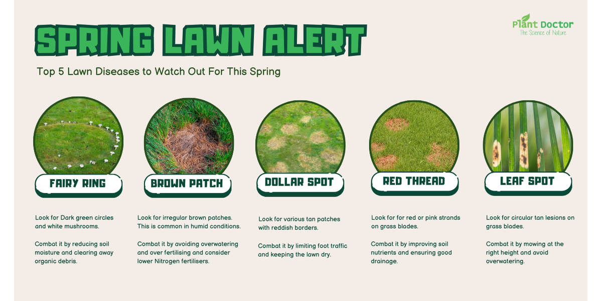 Spring Lawn Care in Australia: How to Identify and Prevent Common Lawn Diseases